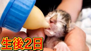 生後2日の赤ちゃん子猫がミルクを飲まない！？【保護猫】
