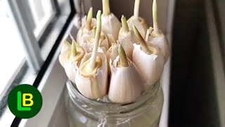Planting garlic in water - new method of gardeners