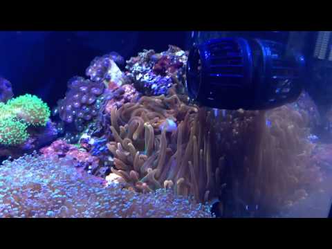 How to: Feeding a Rose Bubble Tip Anemone