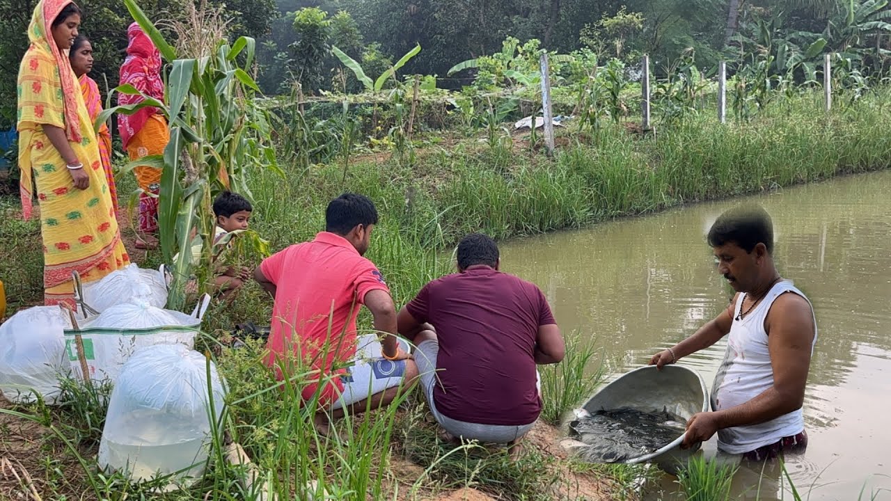 আপনাদের কথায় আজ নতুন পুকুরে মাছ ছাড়লাম||