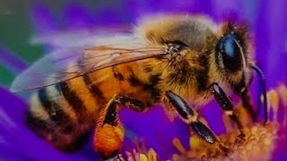 Famous All about Bees, #bee #sammithebug #plushies  Profile