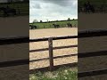 Yeah because it’s never the horses fault