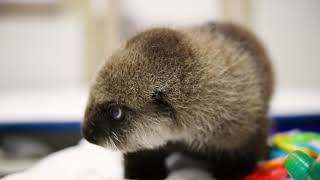 The Northern Sea Otter Pup Munches on Ice