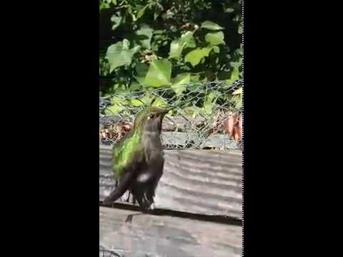 Plump Hummingbird 