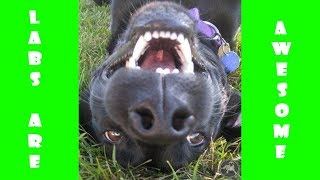I LOVE LABS – Funny Labradors Compilation 😜 by Funky Cat 18,509 views 6 years ago 3 minutes, 9 seconds