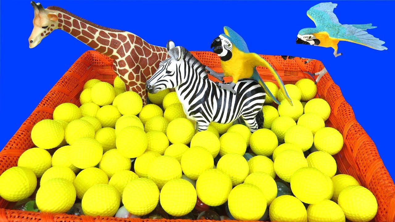 GIRAFFE & ZEBRA PLAY IN BALLS ! Giant zebra brings play marbles - bad parakeet throws balls