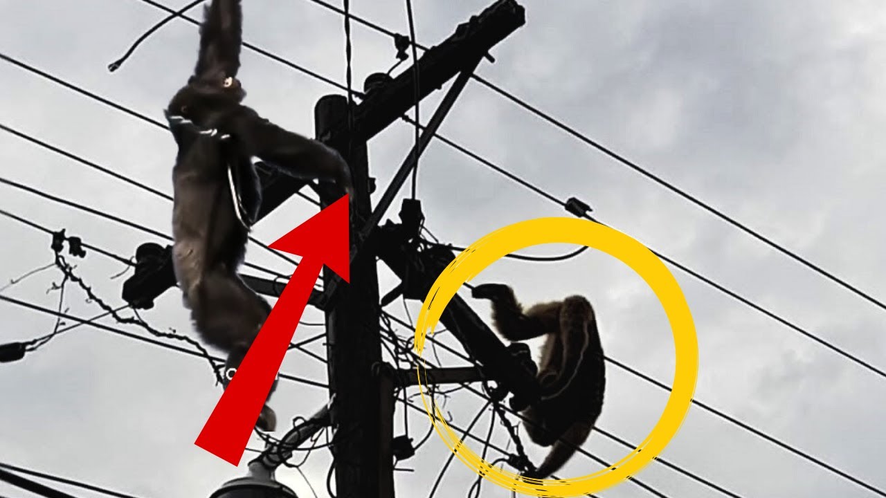Los  Momentos MÁS Impactantes en los que los Animales Fueron Electrocutados