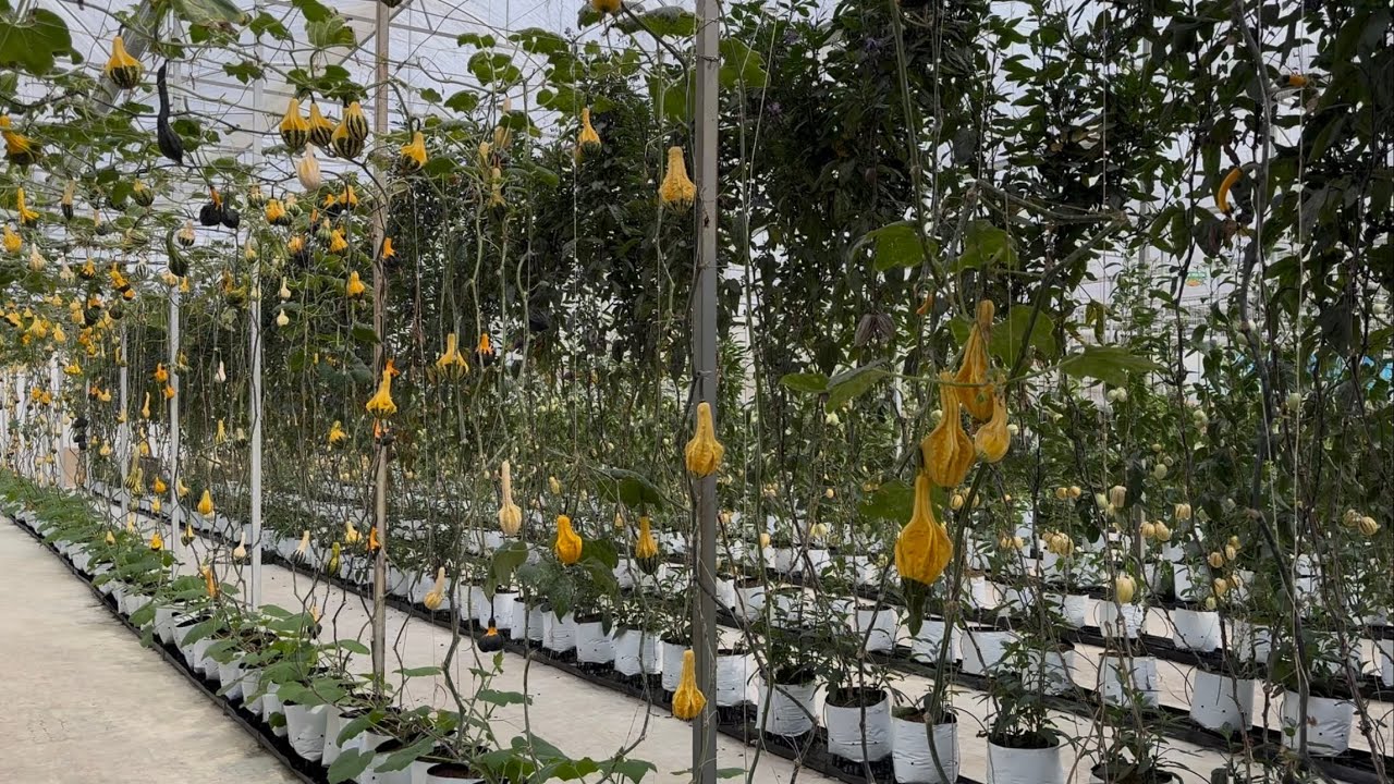 Nhạc không lời thư giãn.