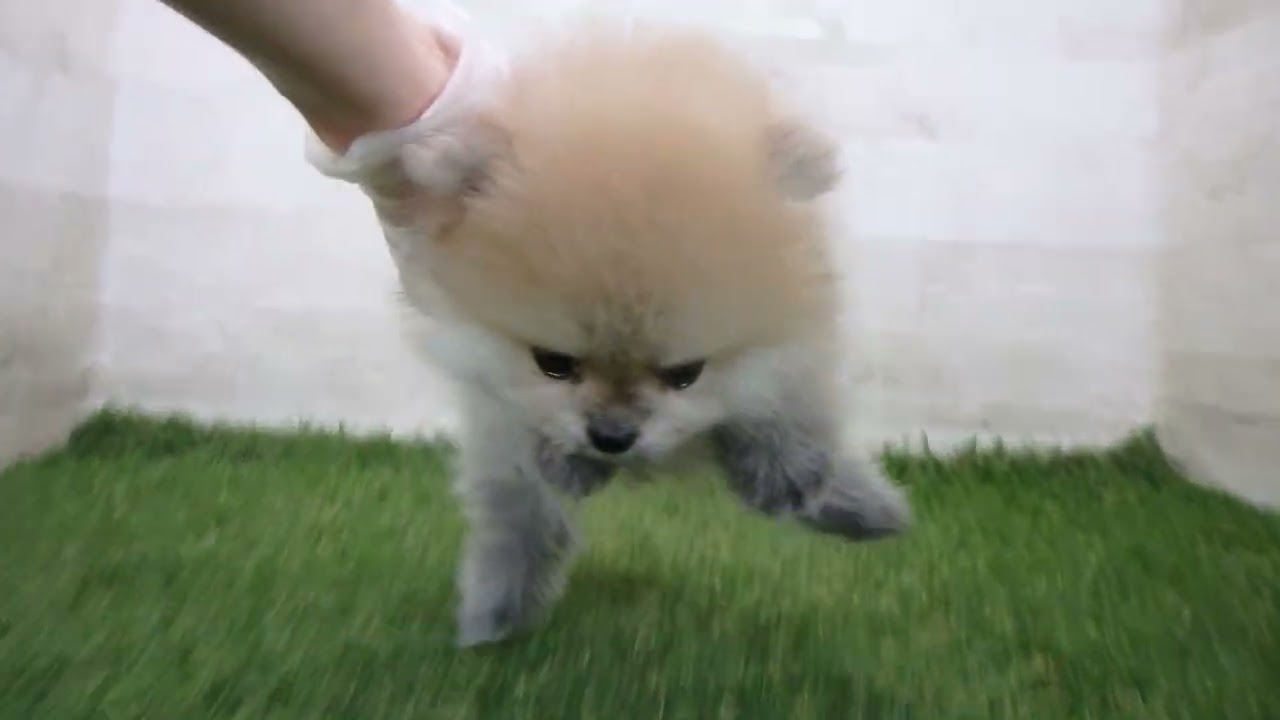 Coo&RIKU No.00740438 ポメラニアン - YouTube