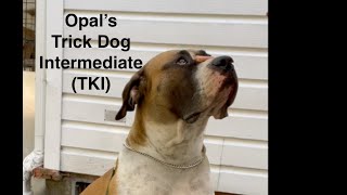 Opal's Trick Dog Intermediate (TKI) Submission