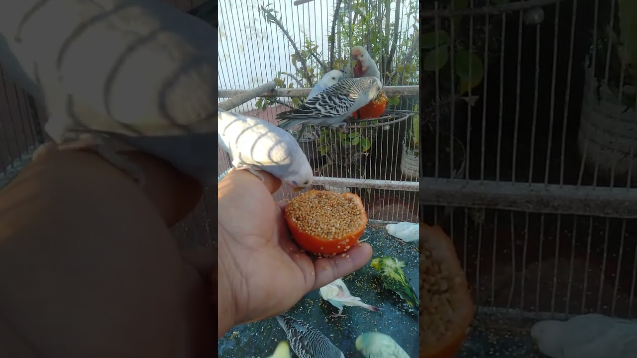 Hygge med rolige fugle 