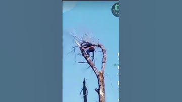 Cutting The Trees||Calculate The Risk of Monkey Man #youtube #viral #shorts