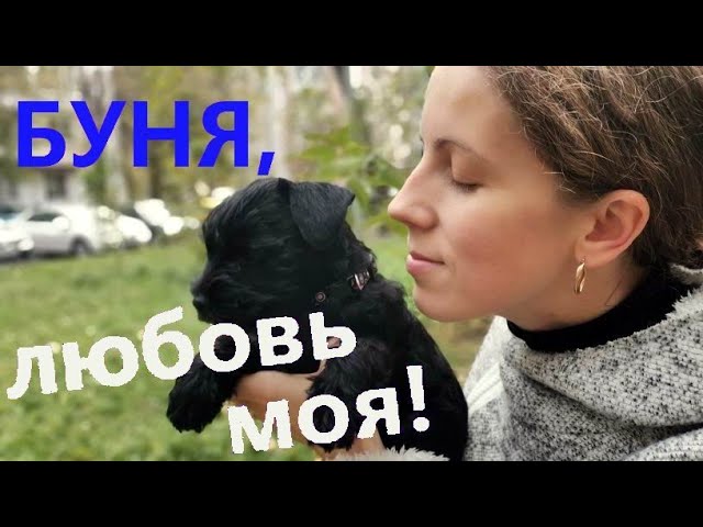 Стенд цвергшнауцера на выставке Стенд цвергшнауцера на выставке
