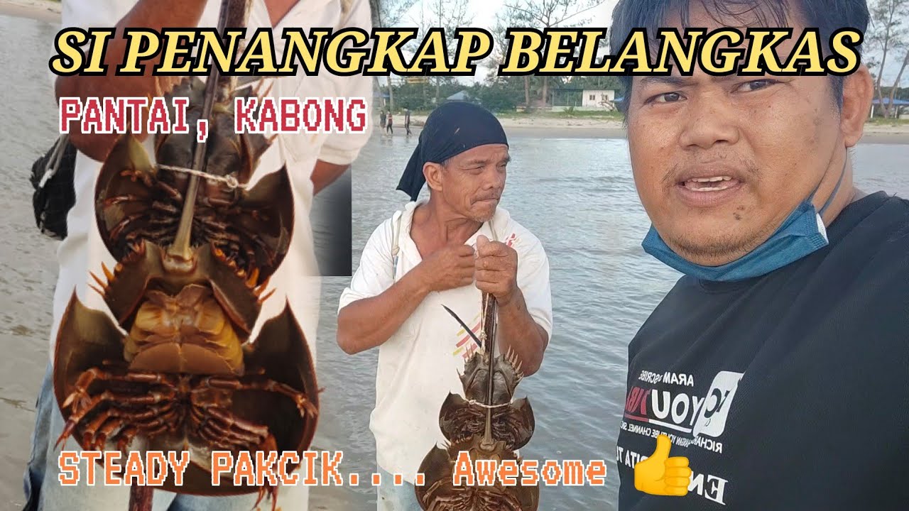 SI PENANGKAP BELANGKAS, PANTAI KABONG- Steady Pakcik!