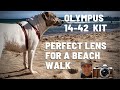 Olympus 14-42mm Perfect Lens for a beach walk with my dog. Easy Compact and Sharp | Wanda Beach NSW