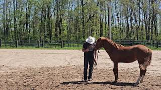 horse comedy 😃