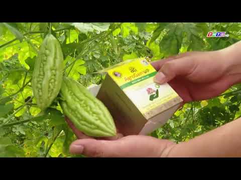 Video Giải pháp tối ưu trị bọ trĩ, thán thư, sương mai, và... - youtube