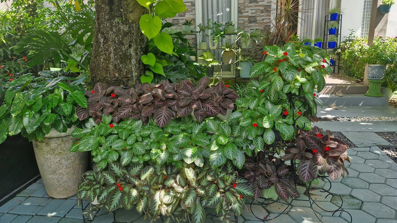 Секрет @MamaCelin по выращиванию эписий, устойчивых к гниению и повреждению.