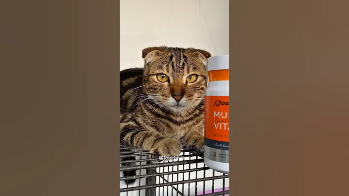 Video 9507281: kucing scottish fold, scottish fold cat, pets scottish