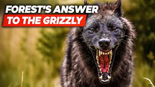Timber Wolf: The Forest's Answer to the Grizzly