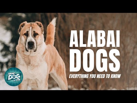 Video: Razze che fanno meglio alla Purina Incredible Dog Challenge