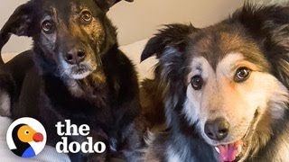 Dog BFFs FaceTime Each Other Every Thursday After Moving To Different States | The Dodo