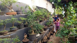 Download Lagu OBRAL bahan 8pohon 100rb. dilapak mbk Win 082 332 771 757 MP3