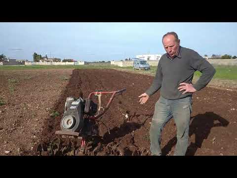 Come si pianta la patata