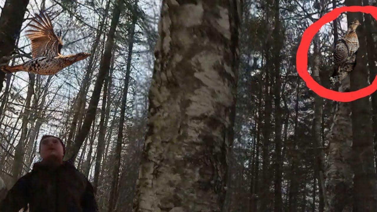 Tracking Ruffed Grouse in the North Country. Season 3 Episode 15.