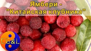 Пробуем ямбери или "Китайскую клубнику"