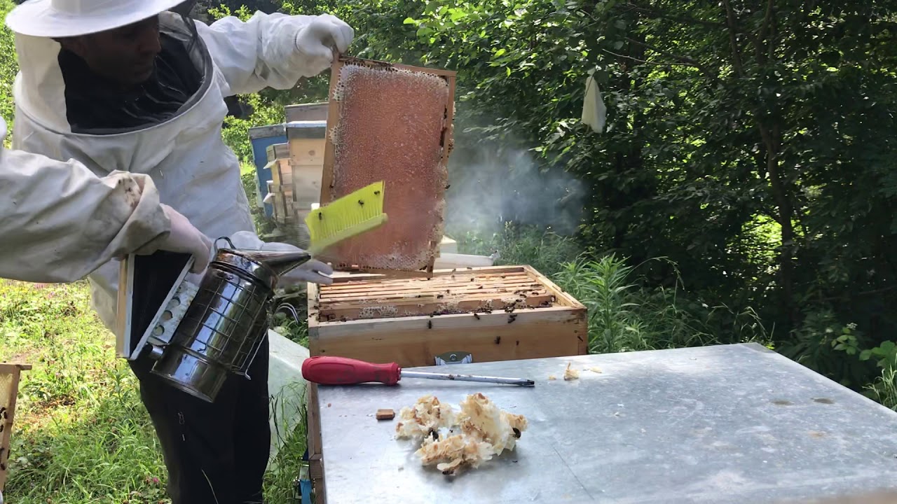 Kafkas Camili Bal verimi Artvin (Borçka Balcı K )Macahel AŞ