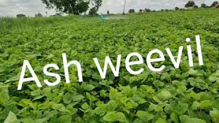 25 Ash Weevil