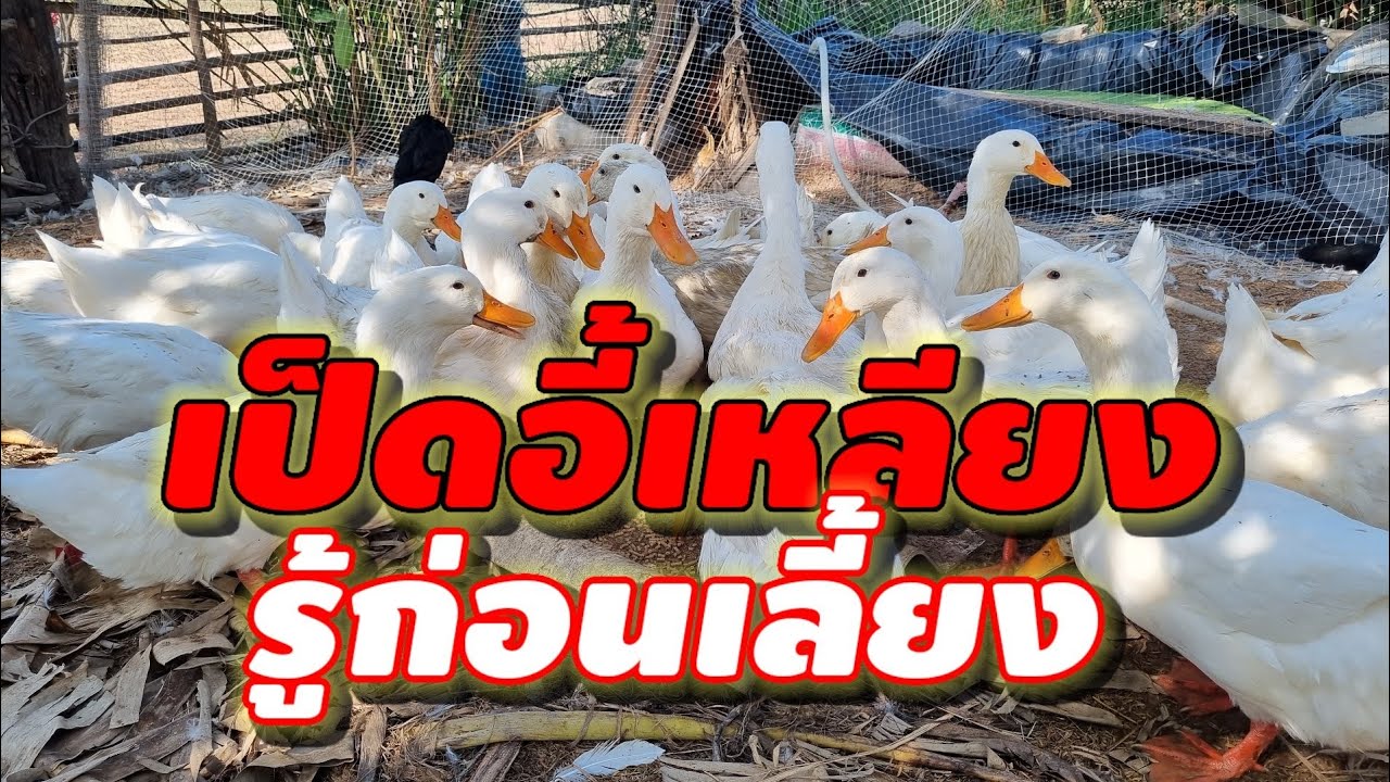 รู้ก่อนเลี้ยง เป็ดอี้เหลียง 0878571759