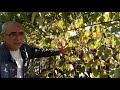 Удаление листьев осенью на молодых кустах винограда - второй год жизни
