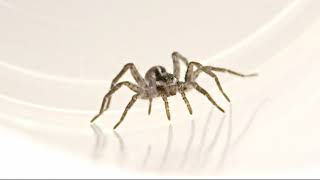 A Wolf Spider in Slow  Motion
