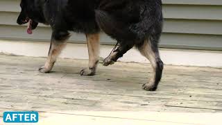 Dog Who Drags Paws Uses Rear NoKnuckling Training Sock