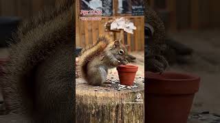 Chirpy Red Squirrels sit next to me, Peanut Butter Club ,FYP, By R Conyard#wildlife #squirrels