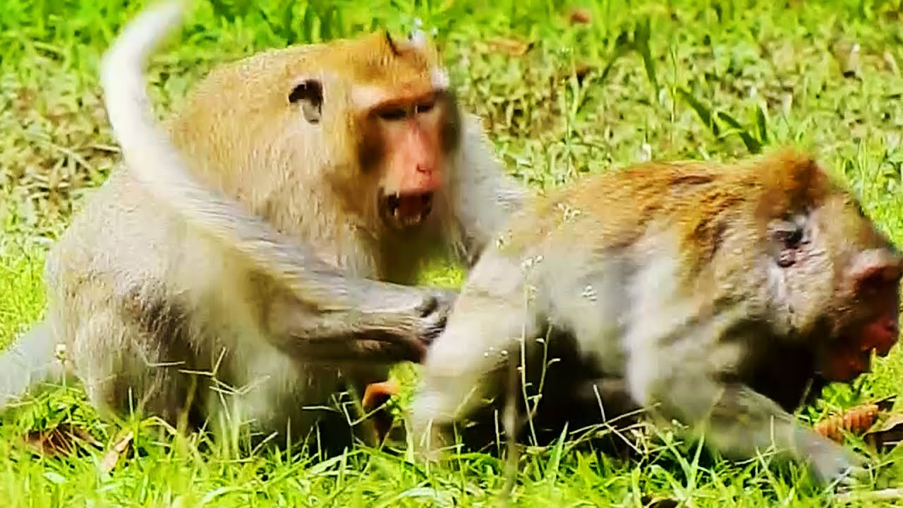 OMG! So Hurt & Crying Jazzy Monkey & Jane Monkey Beating Seriously By Male Monkey After Broken Heart