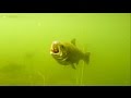 How to film trout attack softbait fishing lure underwater. Рыбалка форель атакует приманку.