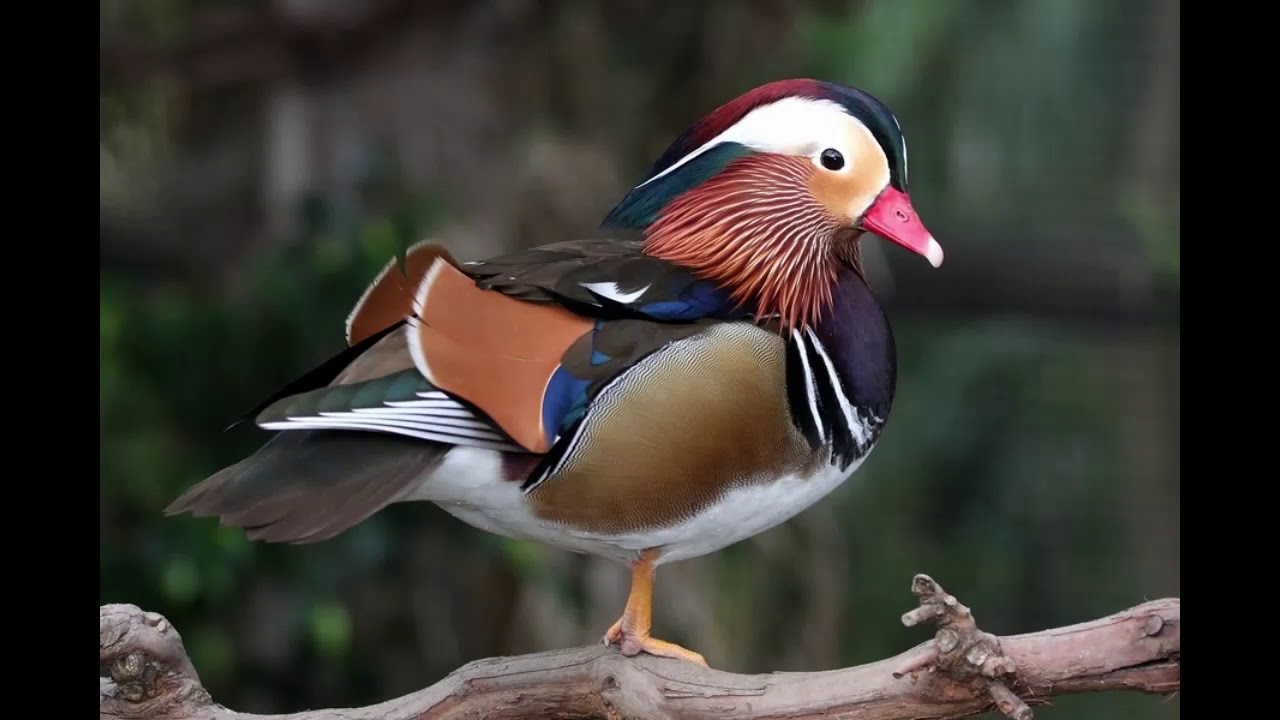Mandarin duck Facts Interesting Facts about Mandarin duck Facts about
