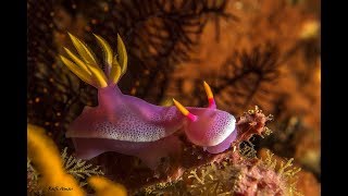 Тайны морских глубин: морские слизни невероятной красоты