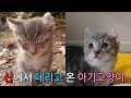 산에서 데리고 온 두번째 아기고양이