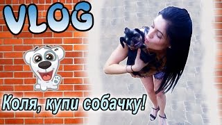 Коля, купи собачку!/Дача: бассейн, бургеры, квадроцикл и грифон Коля, купи собачку!/Дача: бассейн, бургеры, квадроцикл и грифон