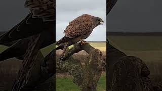 Young kestrels&#39; clumsy courtship #kestrel #jeffandjenny #wildlives #robertefuller #discoverwildlife