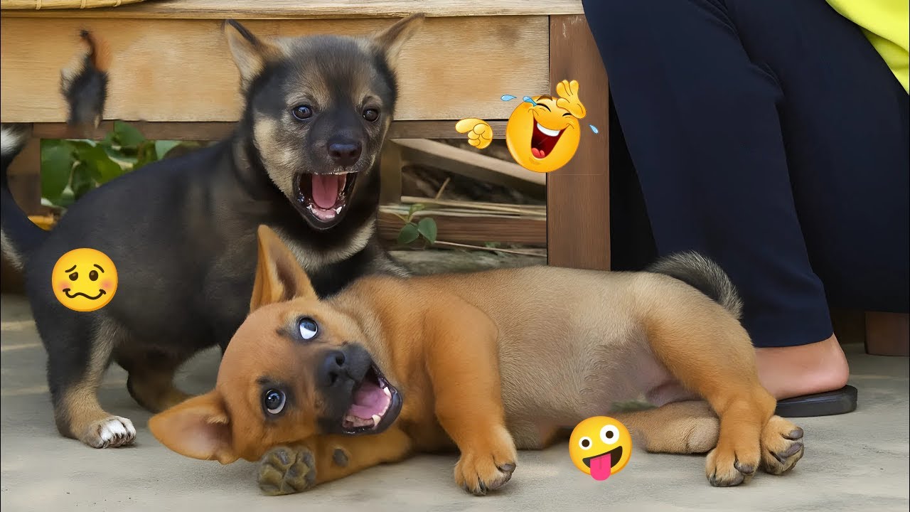 HILARIOUS DOGS Doing Crazy Things 🤣🐕 Funniest Dog Moments 2025 #78