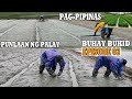 EPI-2 PAG-PIPINAS + PAGPAPLAT "SEED BED" NG PAG TATANIMAN NG PUNLANG PALAY-PAGBUNUBUNAN ILOCANO LIFE