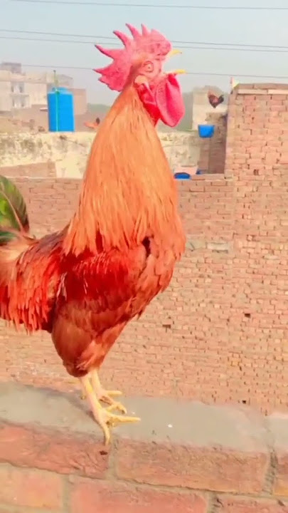 Murga Azan 🥰 Mashallah #aseelmurga #murga #azan #desimurga