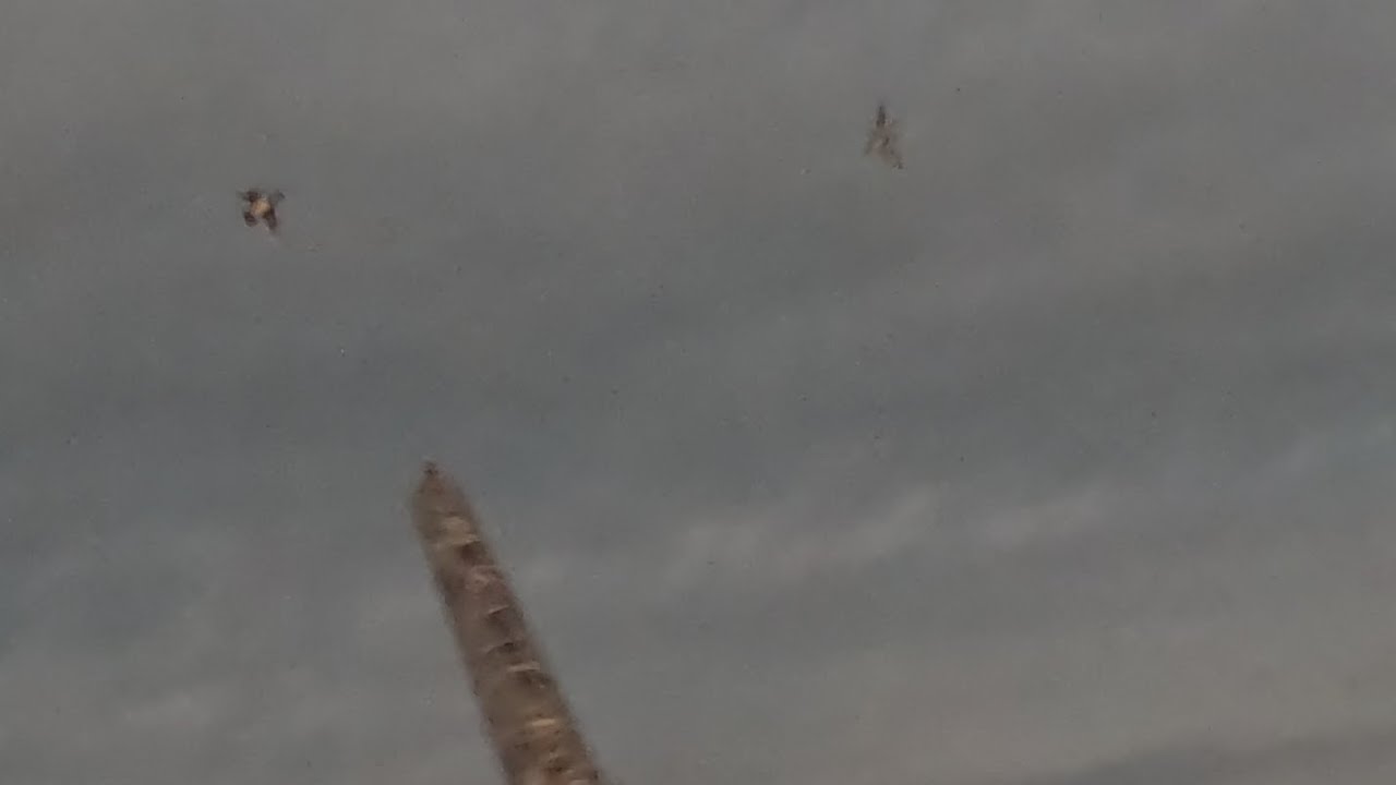 1er siffleur de l'année en baie d'authie nord 27 09 2025