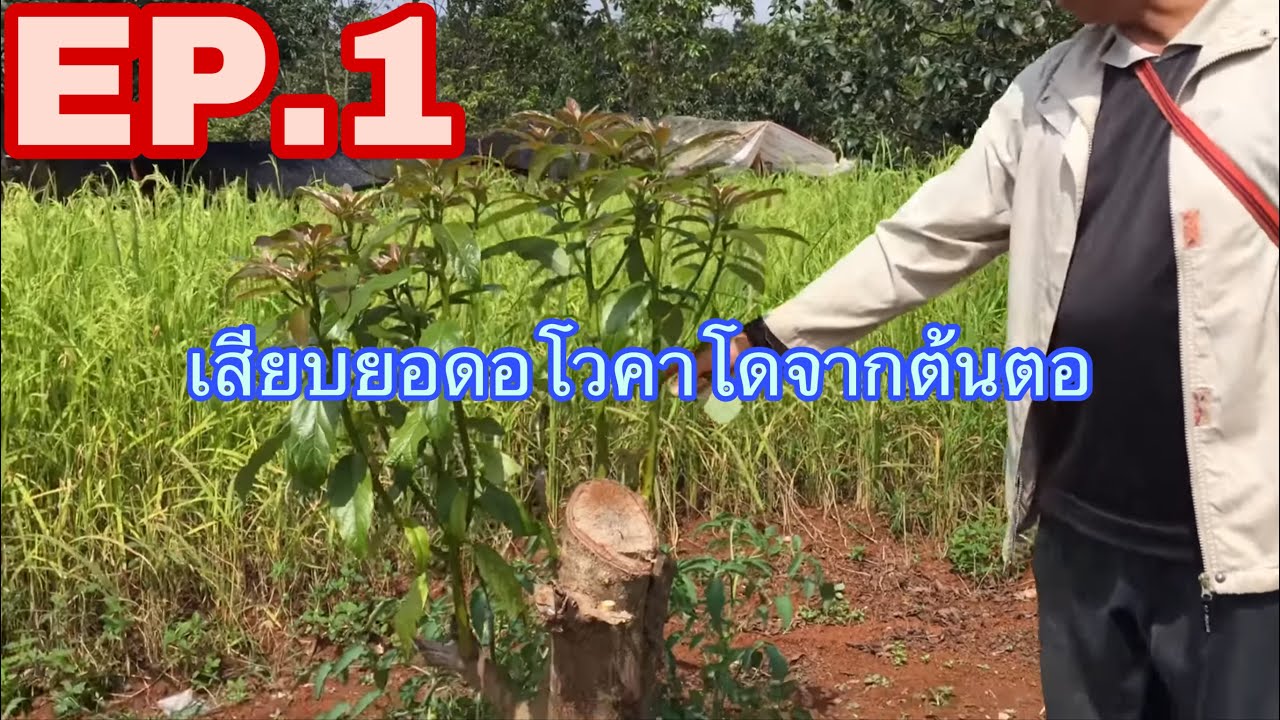 การเสียบอาโวคาโดการเสียบอาโวคาโดจากหน่อที่เกิดจากกาตัดต้น1