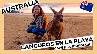 LA PLAYA QUE VISITAN LOS CANGUROS 🦘 Cape Hillsborough AUSTRALIA 😮 Viaje por Australia